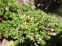 Ericameria cuneata