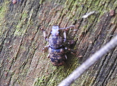 Anthribidae