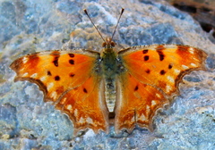 Polygonia egea
