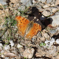 Polygonia egea