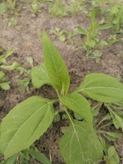 Helianthus tuberosus
