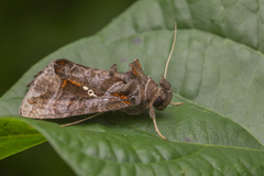Plusiopalpa adrasta