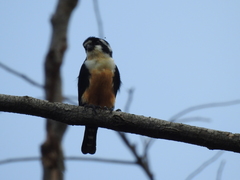 Microhierax fringillarius