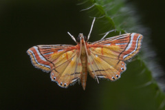 Ambia decoralis