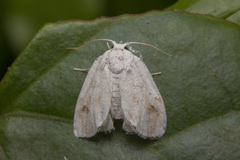 Niphopyralis