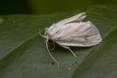 Niphopyralis