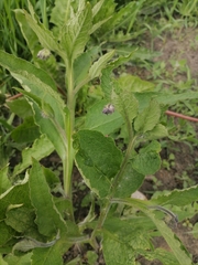 Symphytum officinale