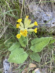 Primula veris veris