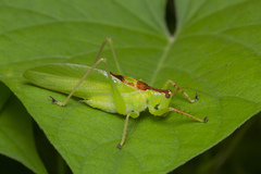 Hexacentrus unicolor