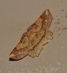 Euchlaena amoenaria