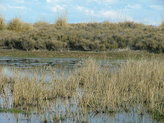 Himantopus mexicanus melanurus