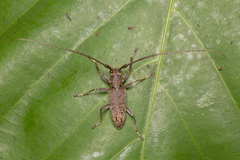 Acalolepta rusticatrix