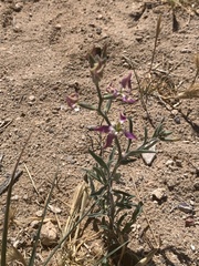 Matthiola longipetala