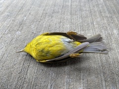Leiothlypis ruficapilla