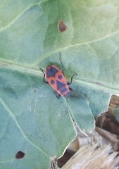 Pyrrhocoris apterus