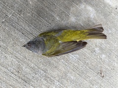 Leiothlypis ruficapilla