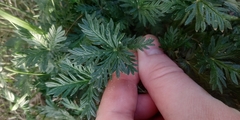 Silvery Cinquefoil (Potentilla argentea)