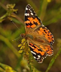 Vanessa cardui