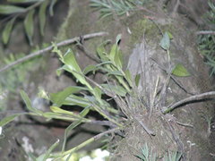 Polystachya transvaalensis