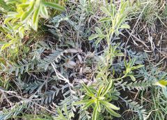 Astragalus testiculatus