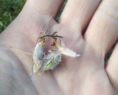 Astragalus testiculatus