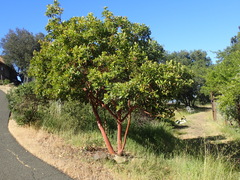 Arbutus × andrachnoides
