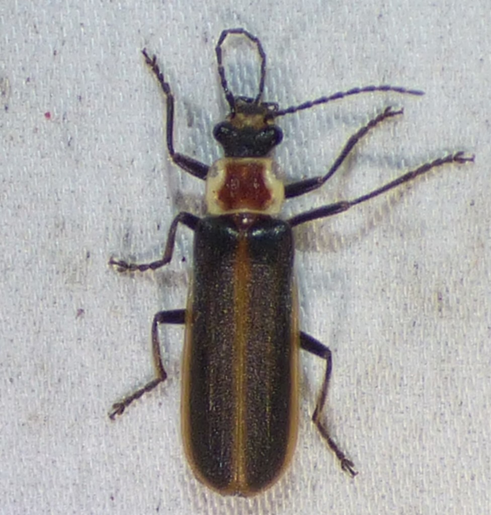Podabrus fissus