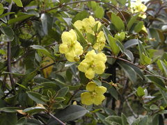 Sphedamnocarpus pruriens pruriens