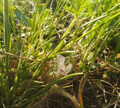 Astragalus testiculatus