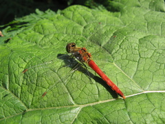 Sympetrum cordulegaster