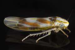 Erythridula praecisa
