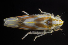 Erythridula praecisa