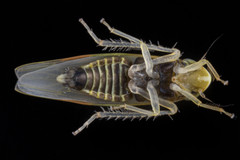 Erythridula praecisa