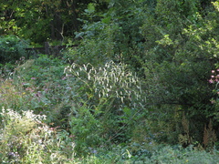 Sanguisorba parviflora