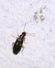 Dromius fenestratus