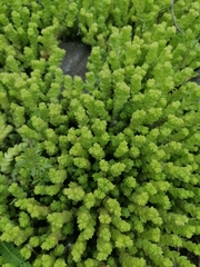 Sedum acre