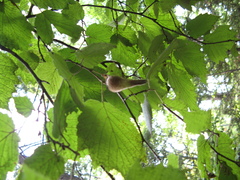 Corylus sieboldiana mandshurica