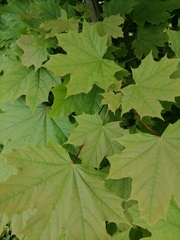 Acer platanoides