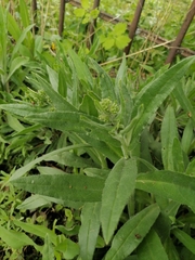 Anchusa officinalis