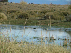 Himantopus mexicanus melanurus