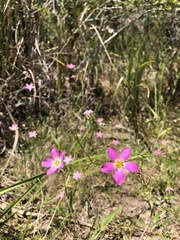 Sabatia grandiflora