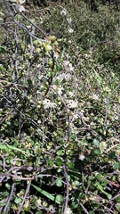 Muehlenbeckia complexa complexa