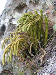 Phlegmariurus gnidioides