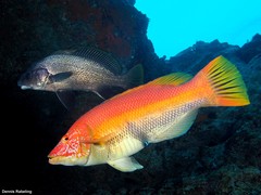 Sciaena umbra