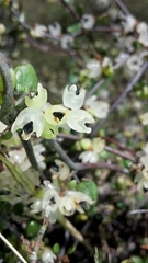 Muehlenbeckia complexa complexa