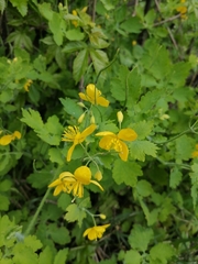 Chelidonium majus