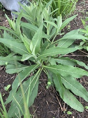 Verbesina alternifolia