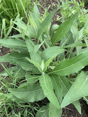 Verbesina alternifolia