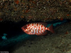 Heteropriacanthus fulgens
