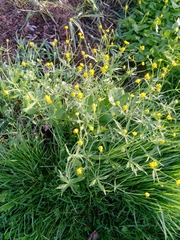 Ranunculus acris